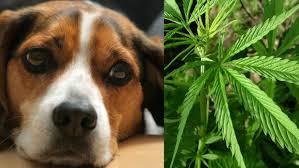 Dog and Marijuana