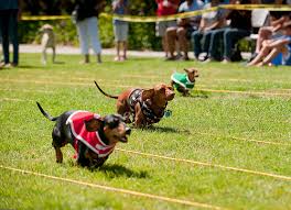 Dog Racing