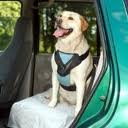Dog wearing Safety Harness in car