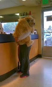 Large fearful dog in owners arms at vet office