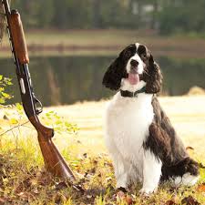 Dog next to rifle