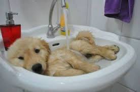Dog Bathing in Sink
