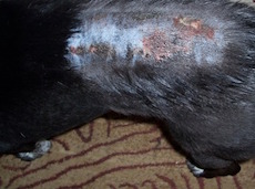 Dog with Skin Issues