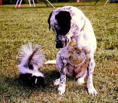 Dog with Skunk