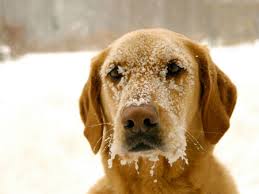 Dog in Snow