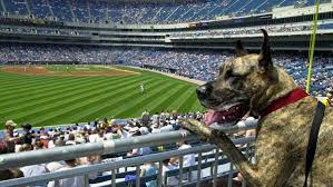 Dog at Chicago Stadium
