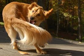 Dog chasing his tail