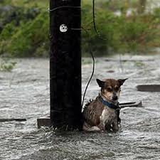 Dog Tied To Pole