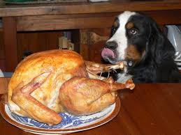 Dog Staring at Turkey