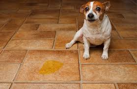 Dog and puddle of urine