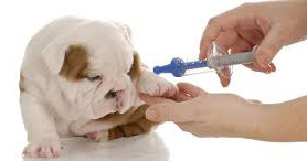Dog  Being Vaccinated