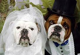 Dog Wedding