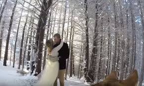 Dog Wedding Video