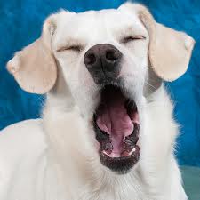 Yawning Dog