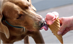 Dog licking cone