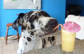 Doggy Smoothie