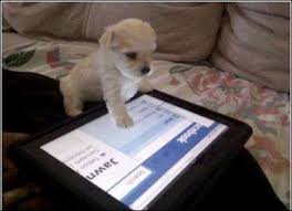 Puppy using iPad