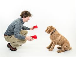 Dognition test of treat hidden for dogs in cups