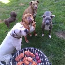 Dogs At A Barbecue