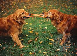 Dogs Playing Tug of War