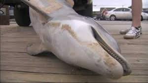 Dolphin with signs of measles