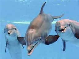 Dolphins