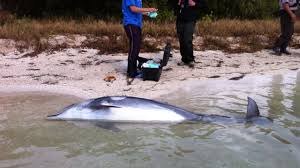 Deceased dolphin in surf