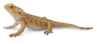 Bearded Dragon Lizard