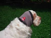 Stocking on Dog's Ears