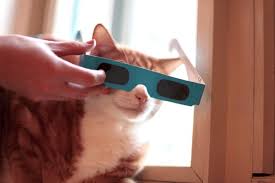Cat Wearing Eclipse Glasses
