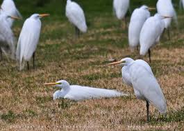 Texas Egrets