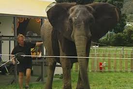 Elephant in front of damaged house