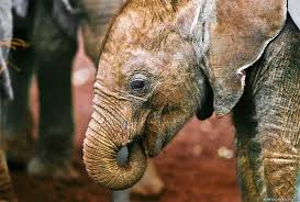 Baby Elephant Sucking Trunk