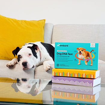Dog with Embark DNA Test