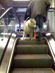 Dog on EscalatorDog