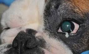 Dog with Eye  Booger