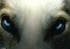 Dog's Eyes