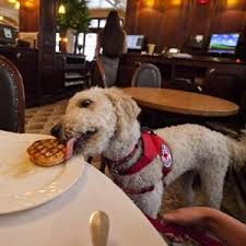 Misbehaving dog wearing fake service vest