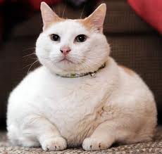 Fat Cat