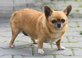 Obese Chihuahua