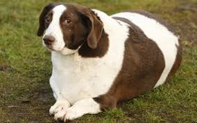 Obese Dog