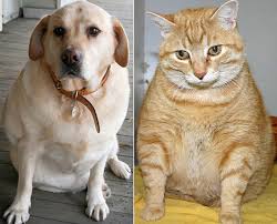 Obese Dog and Cat