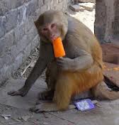 Monkey eating a popsicle 