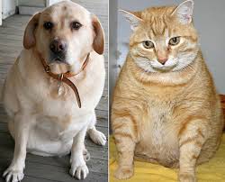 Obese Dog and Cat 