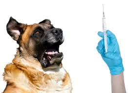 FearFul Dog of Vaccination