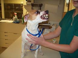 Fearful Dog Showing Teeth to Veterianrian
