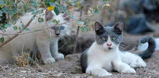 Feral Cats