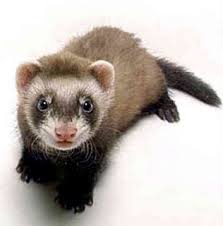 Ferret