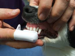 Using FingerToothBrush on Dog