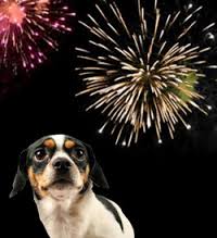 Dog Frightened of Fireworks